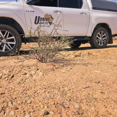 udrive | 4x4 | rentals | tours | lion | big five | rent | vehicle | holiday | tourism | drive | southern africa | namibia | botswana | sa | destinations | campsite | camping | sanparks | offroad | africa | fully equipped | safari | adventure | rentals